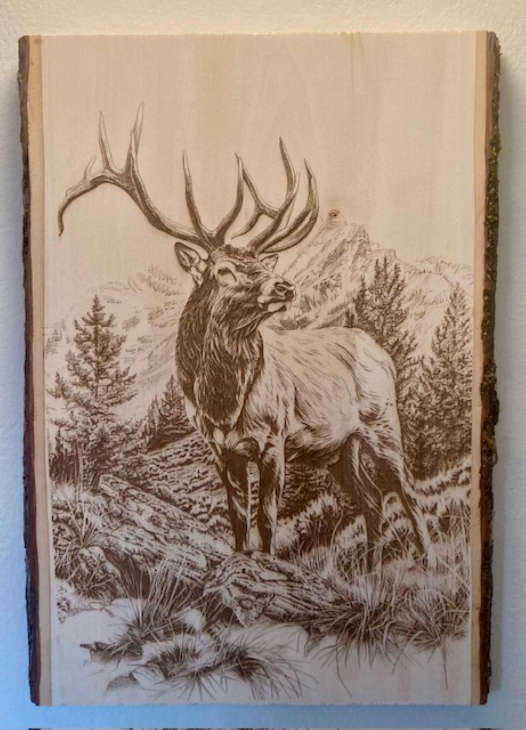 bull elk engraving bull elk engraving