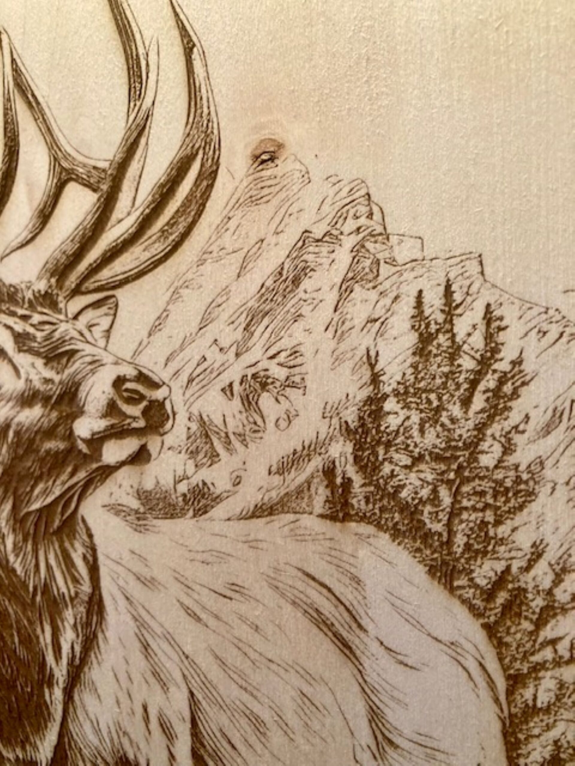 bull elk engraving bull elk engraving